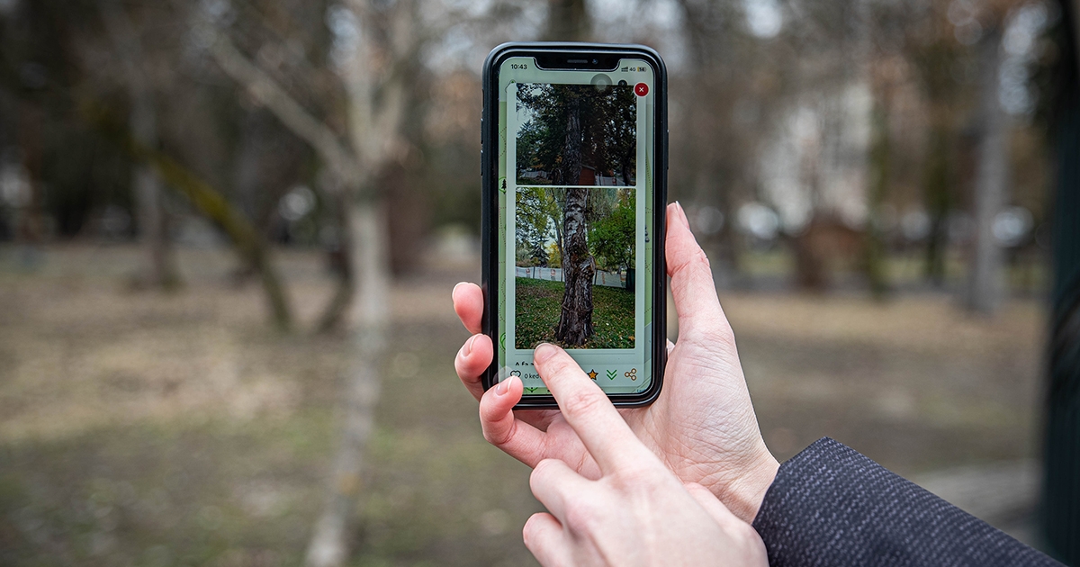 Félezer fa sorsát követhetik nyomon egy alkalmazással